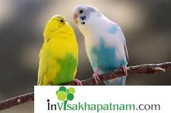 Honey Pet Zone Pets Sales Accessories Puppies Appughar in Visakhapatnam Vizag