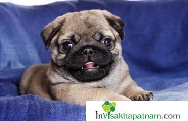 Honey Pet Zone Pets Sales Accessories Puppies Appughar in Visakhapatnam Vizag