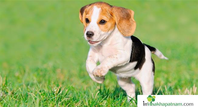 Honey Pet Zone Pets Sales Accessories Puppies Appughar in Visakhapatnam Vizag