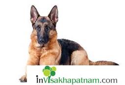 Honey Pet Zone Pets Sales Accessories Puppies Appughar in Visakhapatnam Vizag